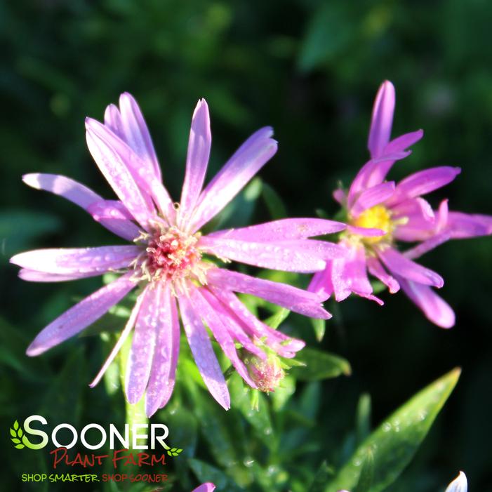 WOOD'S PINK ASTER