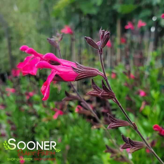 PINK PREFERENCE AUTUMN SAGE