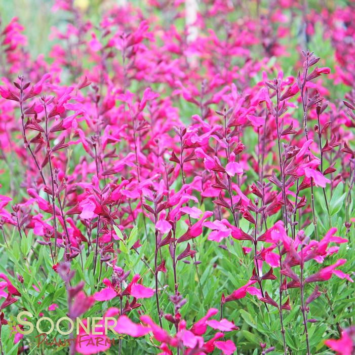 PINK PREFERENCE AUTUMN SAGE