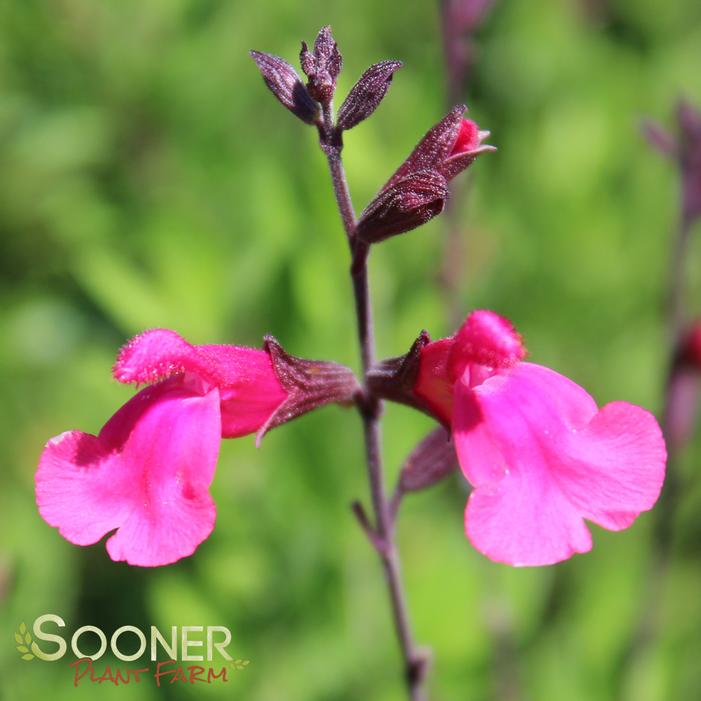 PINK PREFERENCE AUTUMN SAGE