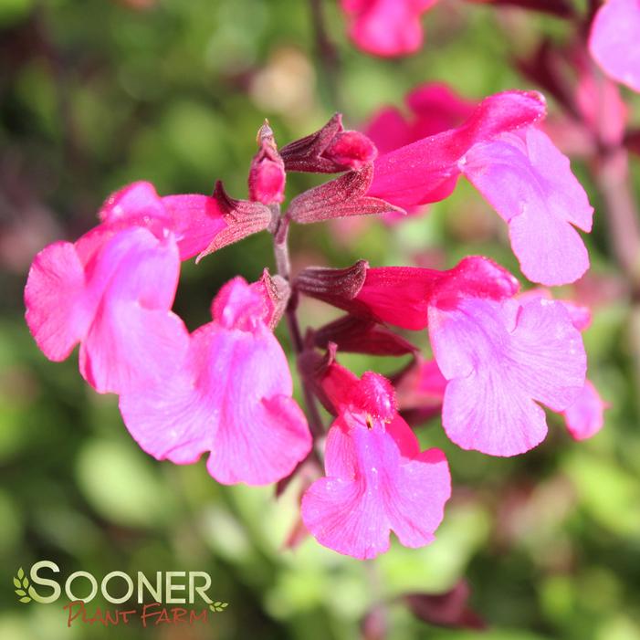 PINK PREFERENCE AUTUMN SAGE