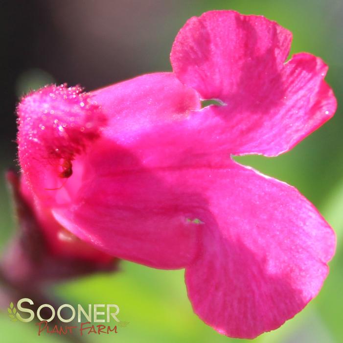 PINK PREFERENCE AUTUMN SAGE