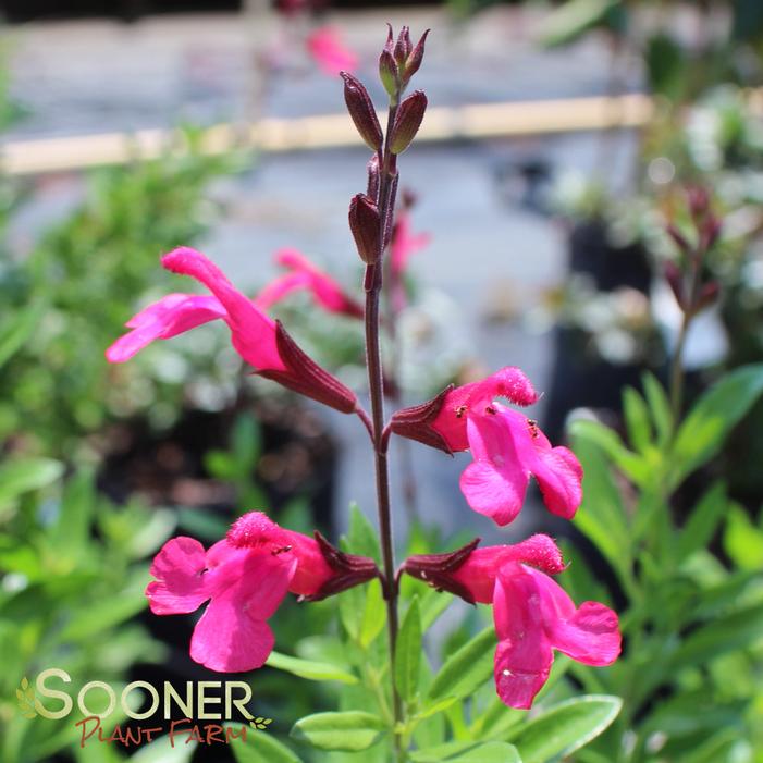 PINK PREFERENCE AUTUMN SAGE