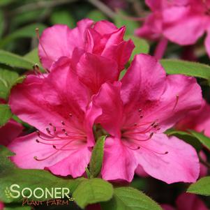 Rhododendron azalea x 'Roblee'