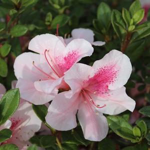 AUTUMN CHIFFON® ENCORE® AZALEA