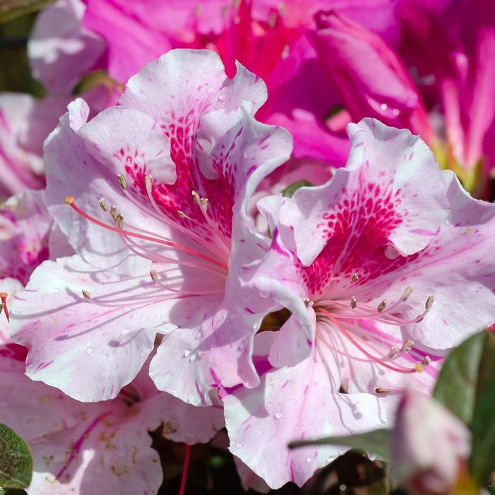 AUTUMN TWIST® ENCORE® AZALEA