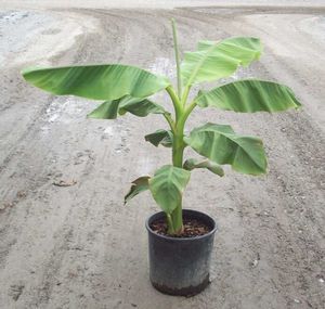 JAPANESE HARDY BANANA