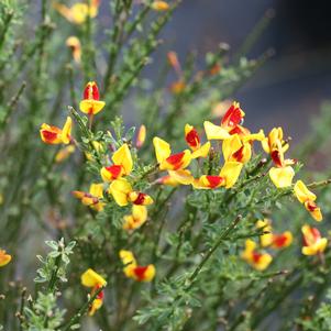 Cytisus scoparius 'SMNCSCRY'