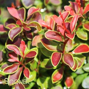 Berberis thunbergii 'Admiration'