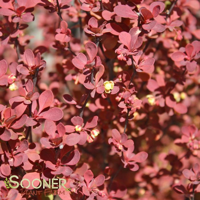 ORANGE ROCKET BARBERRY