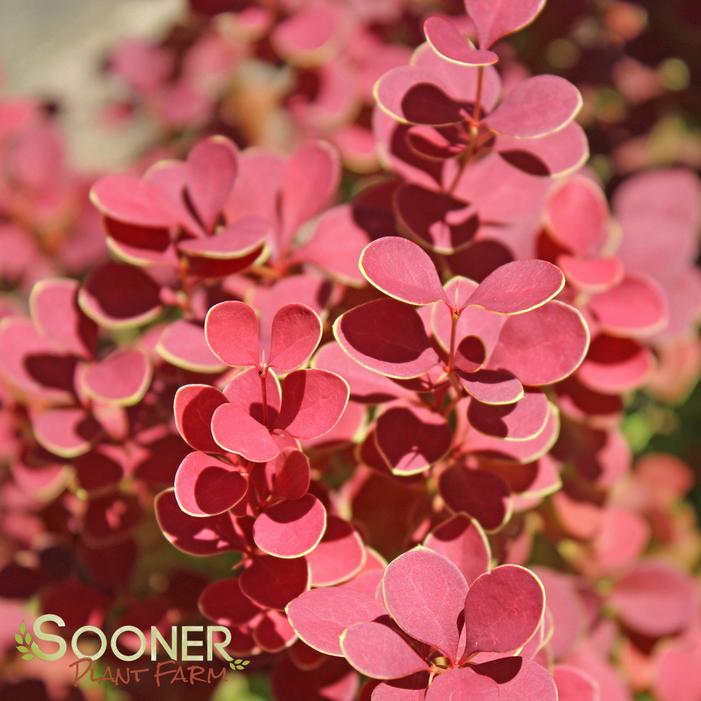 ORANGE ROCKET BARBERRY