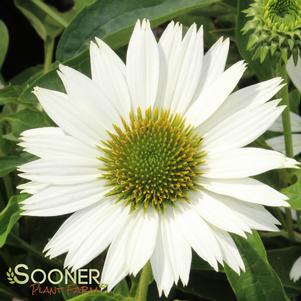 Echinacea purpurea 'Virgin'