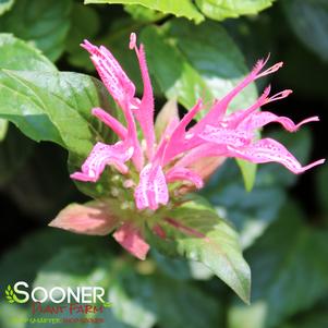 Monarda didyma 'Pardon My Rose'