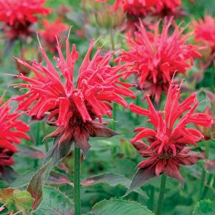 Monarda didyma 'Cambridge Scarlet'