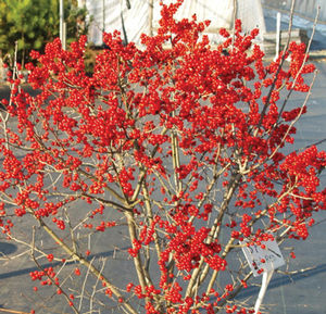 BERRY POPPINS® WINTERBERRY HOLLY