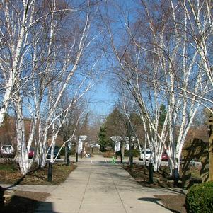 Betula x 'Avalzam'