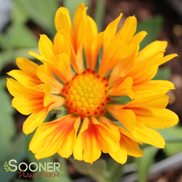 ORANGES AND LEMONS BLANKET FLOWER