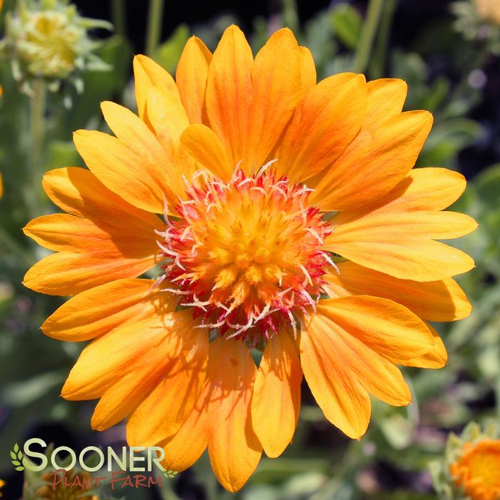 ORANGES AND LEMONS BLANKET FLOWER