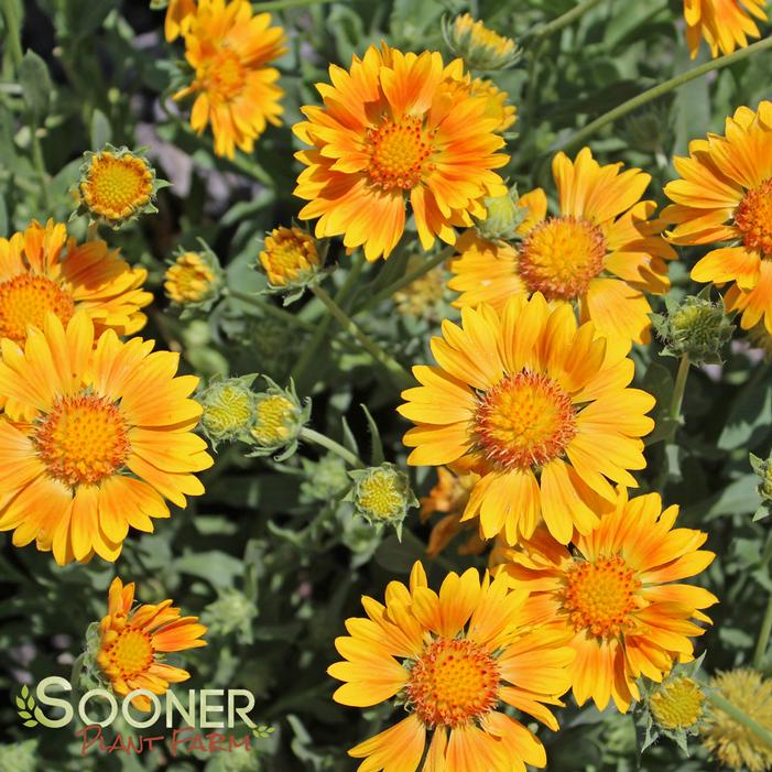 ORANGES AND LEMONS BLANKET FLOWER