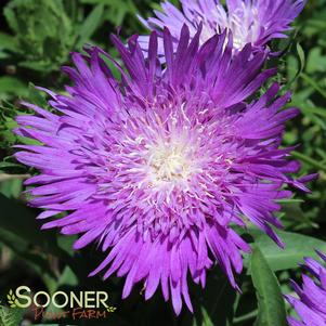 Stokesia laevis 'Honeysong Purple'