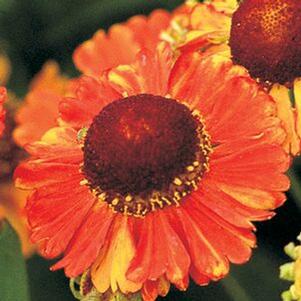 Helenium x 'Helbro'