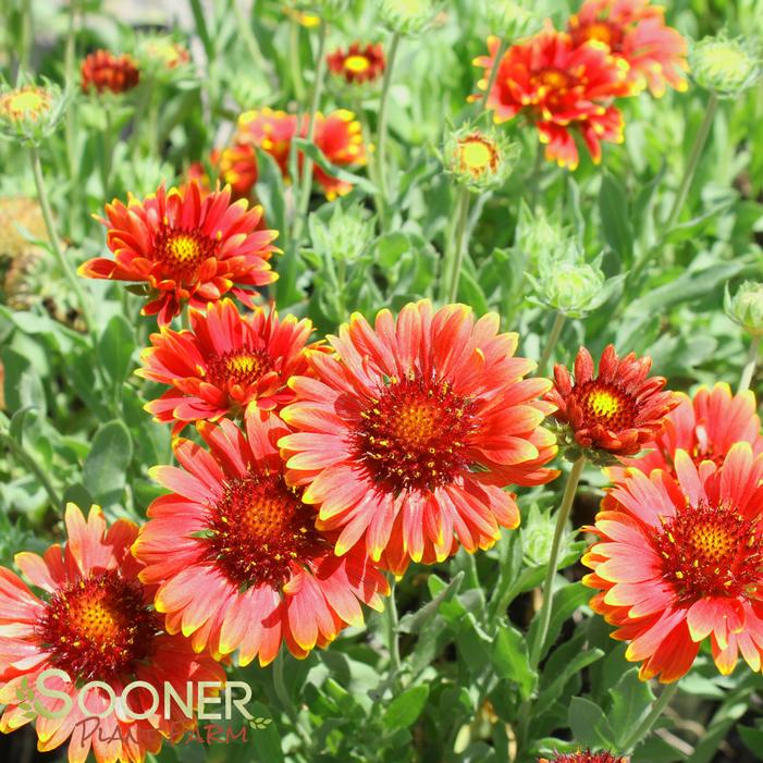 RED SUN BLANKET FLOWER