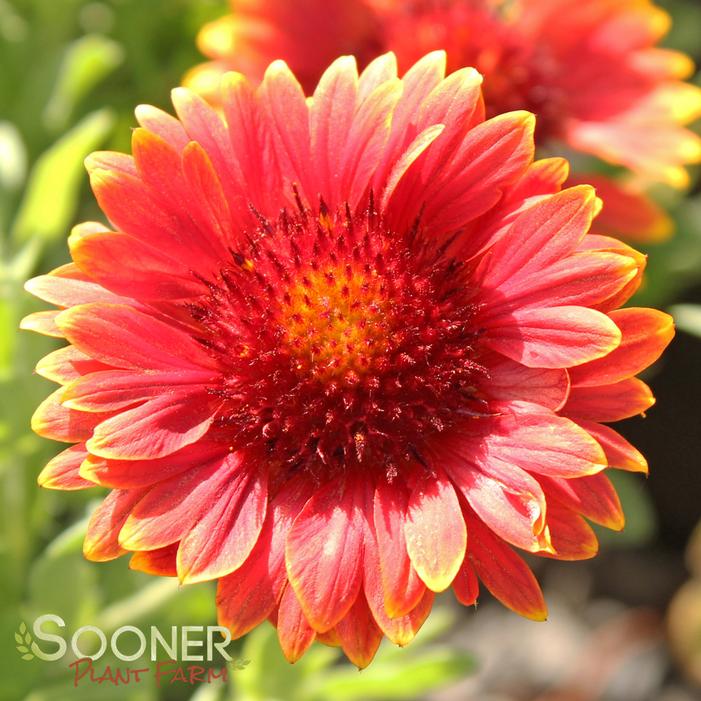 RED SUN BLANKET FLOWER