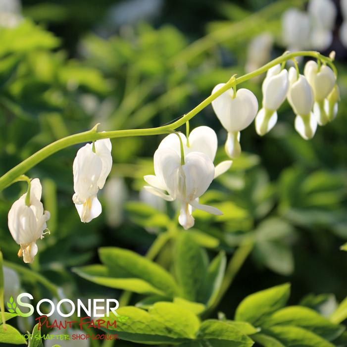 WHITE BLEEDING HEART