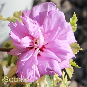 Hibiscus syriacus 'THEISSHSSTL'