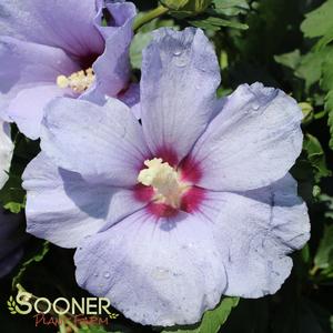 BLUE SATIN® ALTHEA