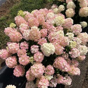 Hydrangea paniculata 'SMNHPK'