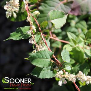 Polygonum falcatum 'Variegatum'