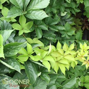 Parthenocissus quinquefolia 'Yellow Wall'