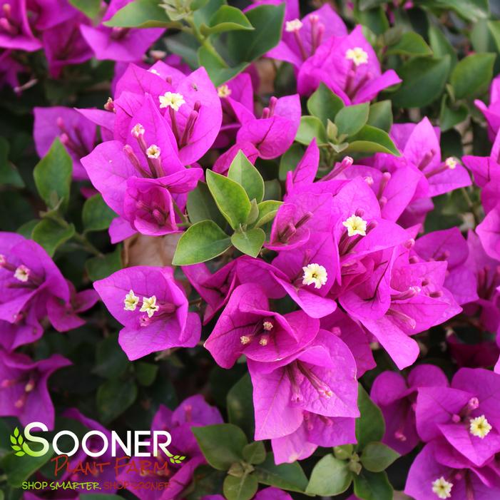 ROYAL PURPLE BOUGAINVILLEA