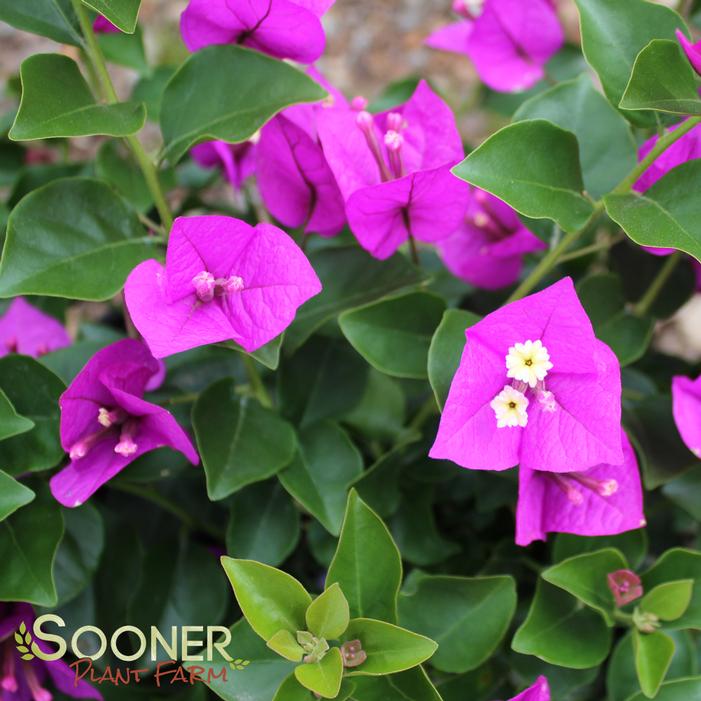 ROYAL PURPLE BOUGAINVILLEA