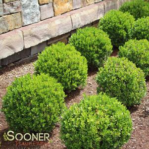 Buxus microphylla japonica 'Gregem'