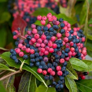 <em>Viburnum</em> <strong>BRANDYWINE™ VIBURNUM</strong>: