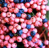 BRANDYWINE™ VIBURNUM