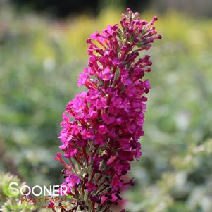 Buddleia x 'Queen of Hearts'