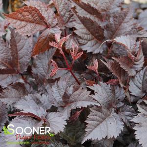 Astilbe thunbergii 'Chocolate Shogun'