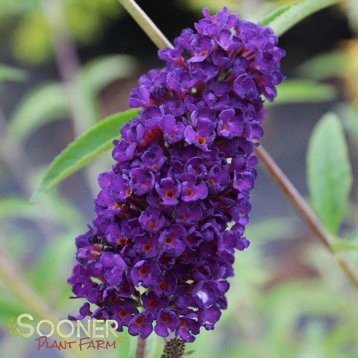 BLACK KNIGHT BUTTERFLY BUSH