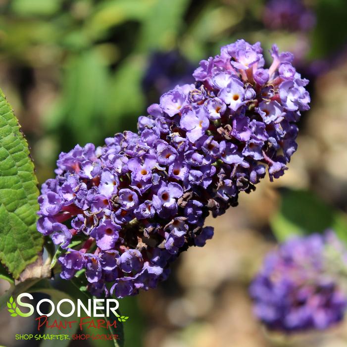 BLACK KNIGHT BUTTERFLY BUSH