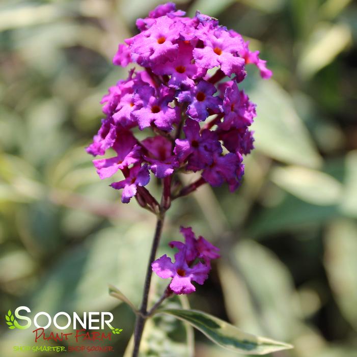 HARLEQUIN BUTTERFLY BUSH