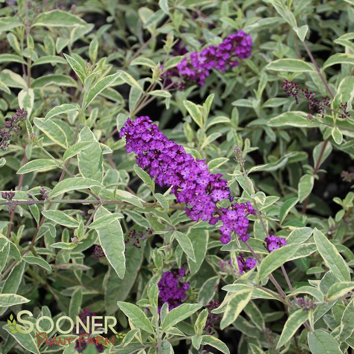 HARLEQUIN BUTTERFLY BUSH