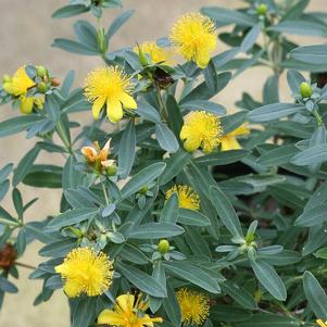 Hypericum kalmianum 'SMHKBF'