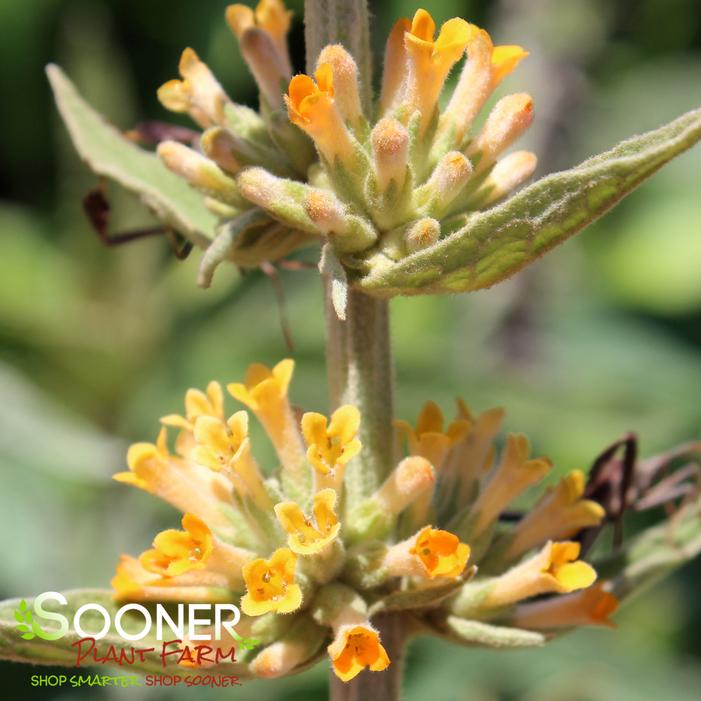 ORANGE SCEPTRE BUTTERFLY BUSH