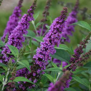 Buddleia x 'Orchid Annie'