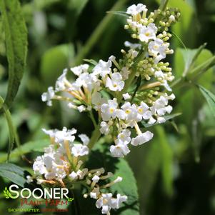 Buddleia davidii 'White Profusion'