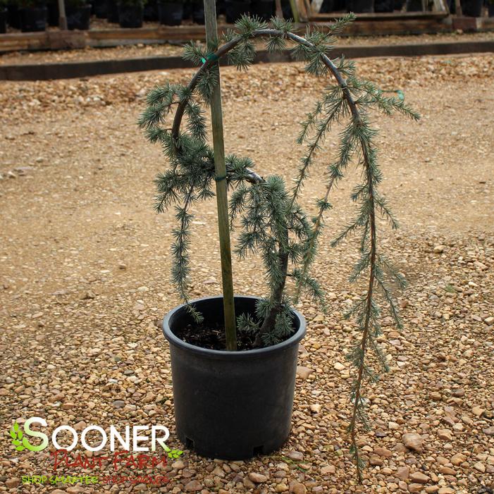 WEEPING BLUE ATLAS CEDAR (SERPENTINE)