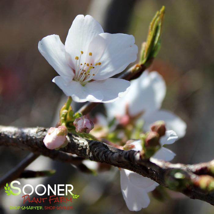 YOSHINO FLOWERING CHERRY